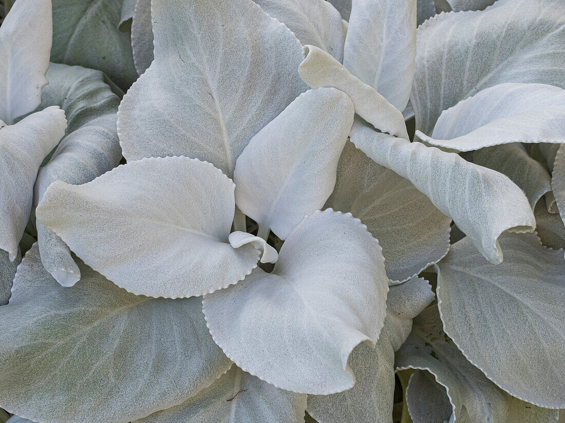 Usa, Washington State, Seattle. Lamb's-ear (Stachys byzantina) close-up