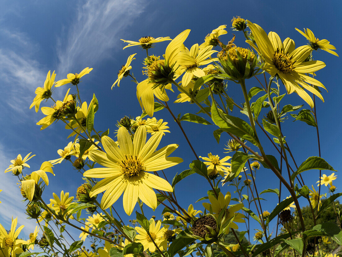 Usa, Washington State, Bellevue. Giant sunflowers