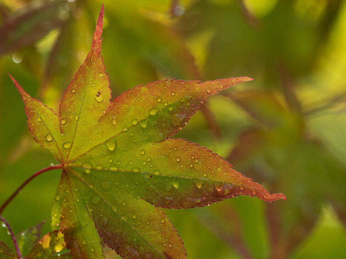 Usa, Washington State, Renton. Japanese maple with water droplets from rain in autumn