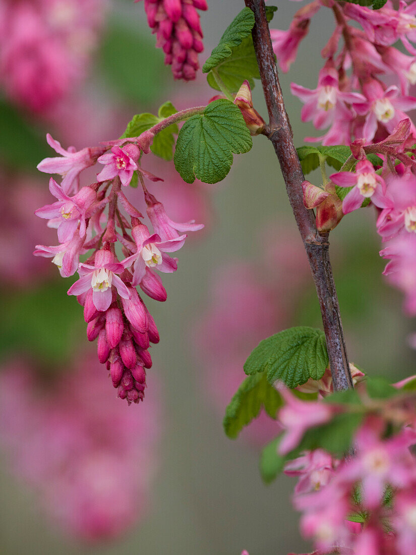 USA, Washington State. Red flowering currant.