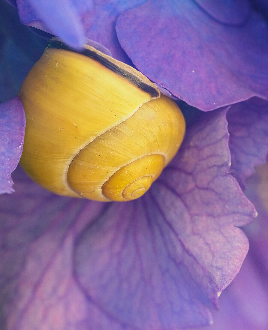 Purple flower with yellow snail.
