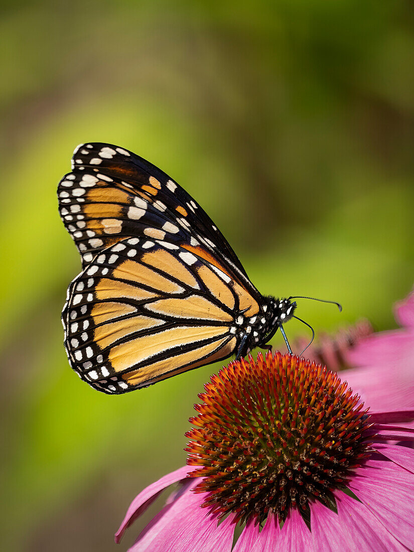 Monarchfalter auf Echinacea-Blüte.