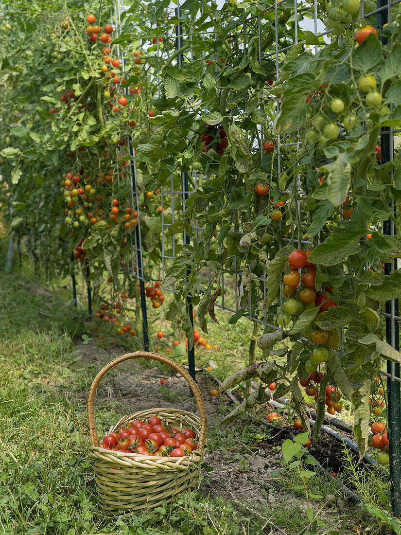 USA, Bundesstaat Washington. Wachsende Tomaten und ein Korb mit Ernte