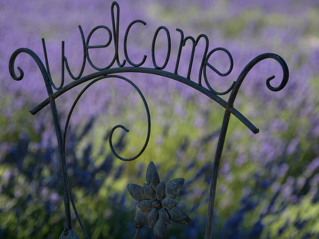 USA, Bundesstaat Washington. Snoqualmie-Tal. Schwarzes eisernes Willkommensschild im Garten mit Lavendel