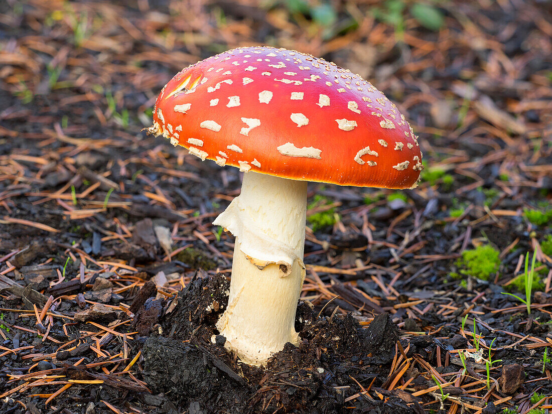 Washington State, Fly agaric mushroom.
