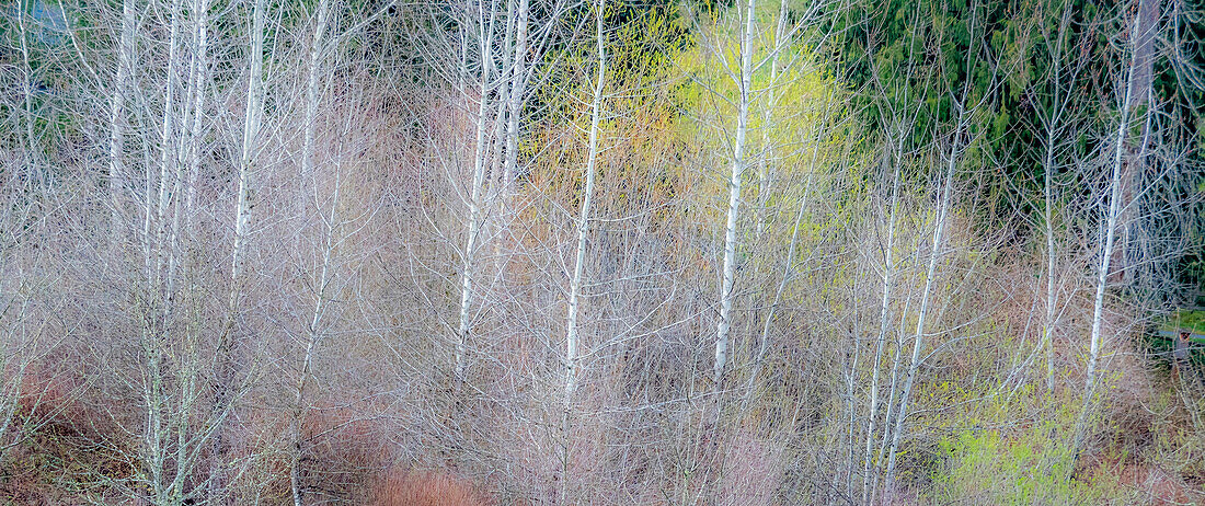 USA, Washington State, Sammamish springtime and alder and willow trees in early spring pano