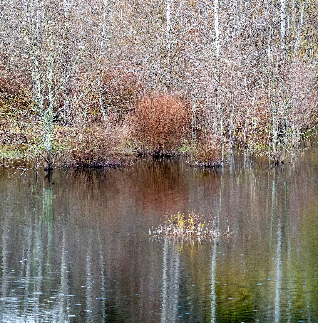 USA, Bundesstaat Washington, Sammamish Frühling und Erlenbäume und ihre Spiegelungen in einem kleinen Teich