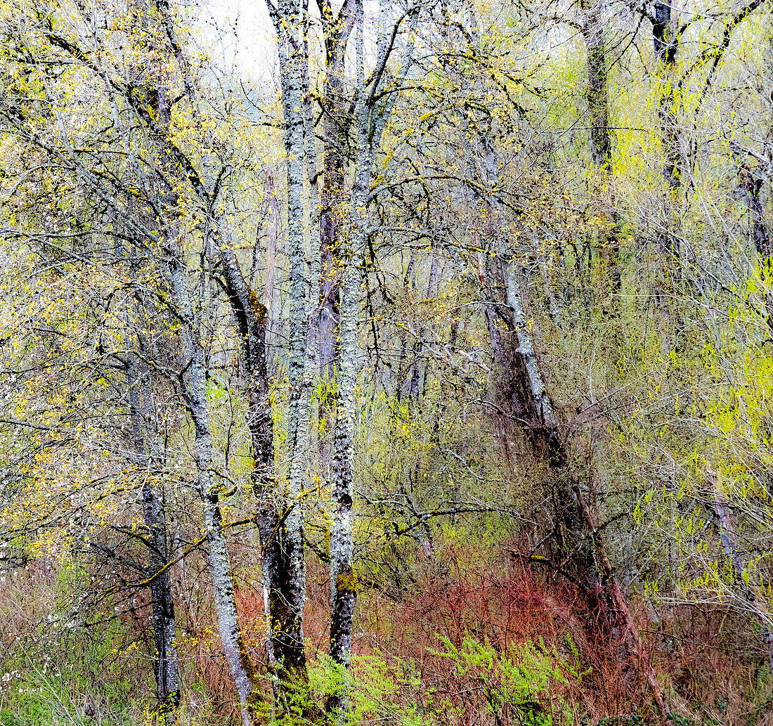 USA, Bundesstaat Washington, Fall City Baumwollbäume, die im Frühjahr entlang des Snoqualmie River aufblühen
