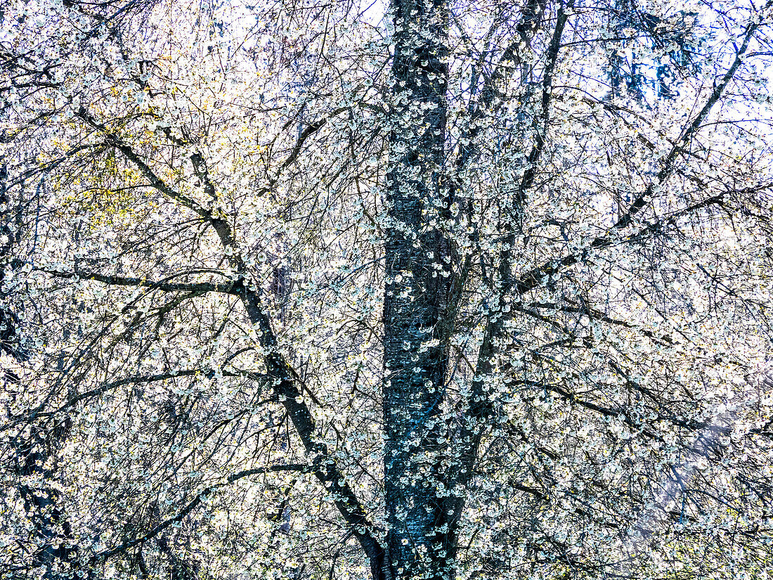 USA, Washington State, Fall City wild cherry springtime blooming