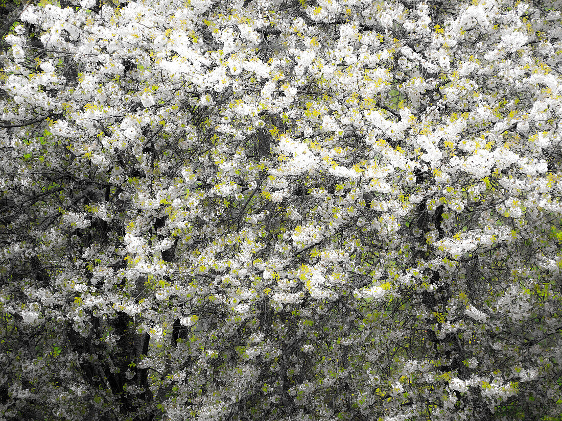 USA, Washington State, Pacific Northwest, Fall City springtime and flowering wild Cherry amongst Cottonwood trees