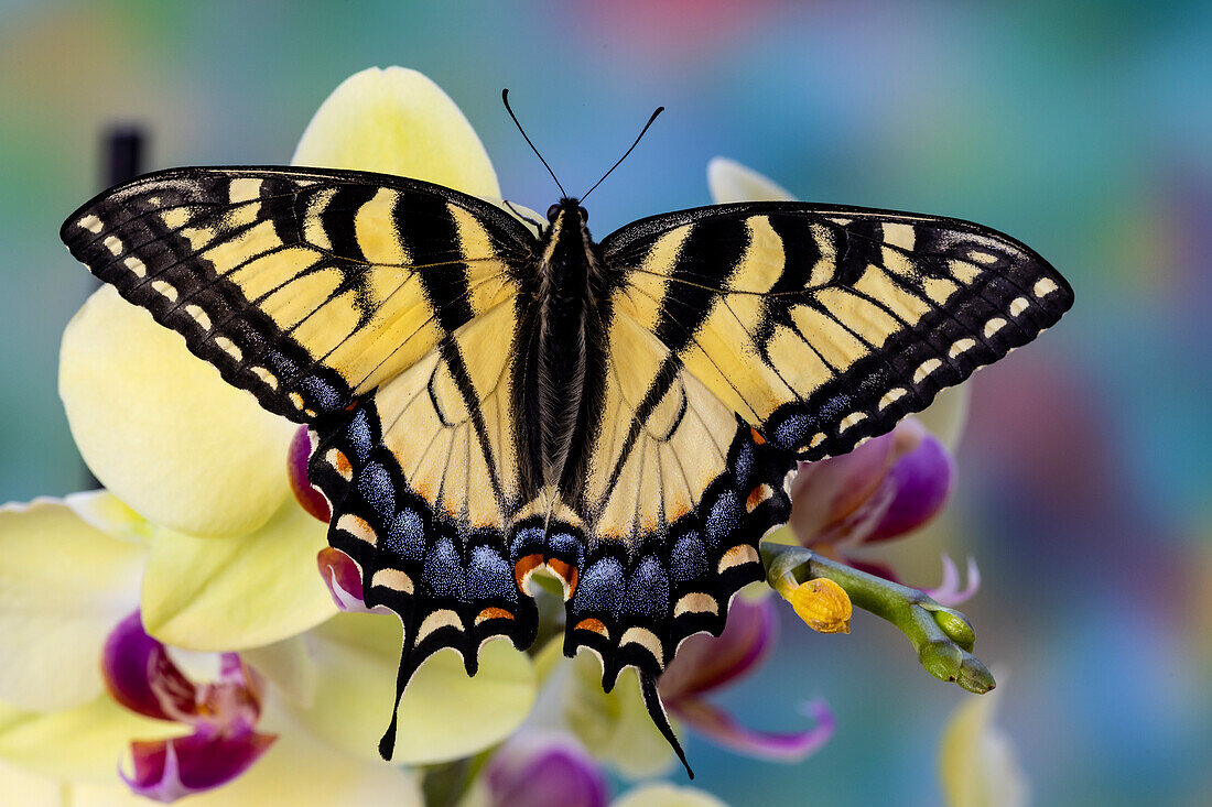 USA, Bundesstaat Washington, Sammamish. Östlicher Tigerschwalbenschwanz-Schmetterling auf Orchidee