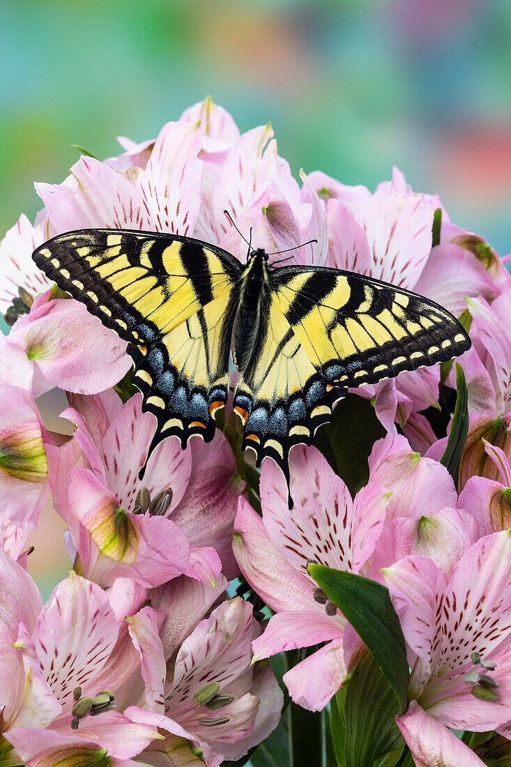 USA, Washington State, Sammamish. Eastern tiger swallowtail butterfly on Peruvian lily