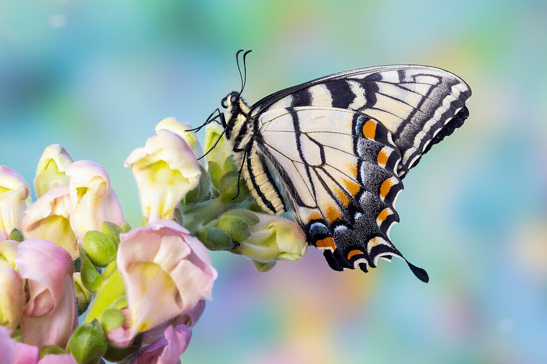 USA, Bundesstaat Washington, Sammamish. Östlicher Tigerschwalbenschwanz-Schmetterling auf Löwenmäulchen