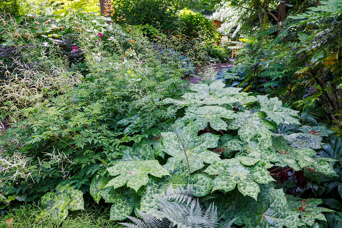 USA, Washington State. Bellevue Botanical garden and shade garden