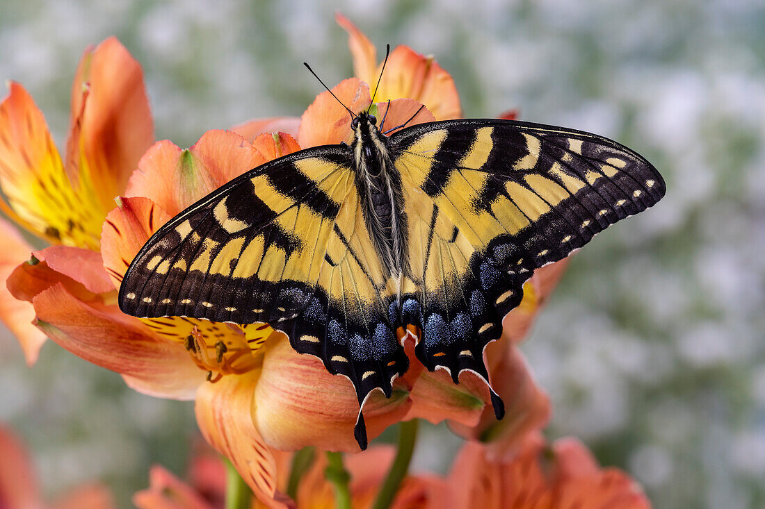 USA, Bundesstaat Washington, Sammamish. Östlicher Tigerschwalbenschwanz Schmetterling