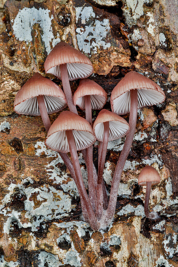 USA, Washington State, Sammamish. Mushrooms growing on fall alder tree log