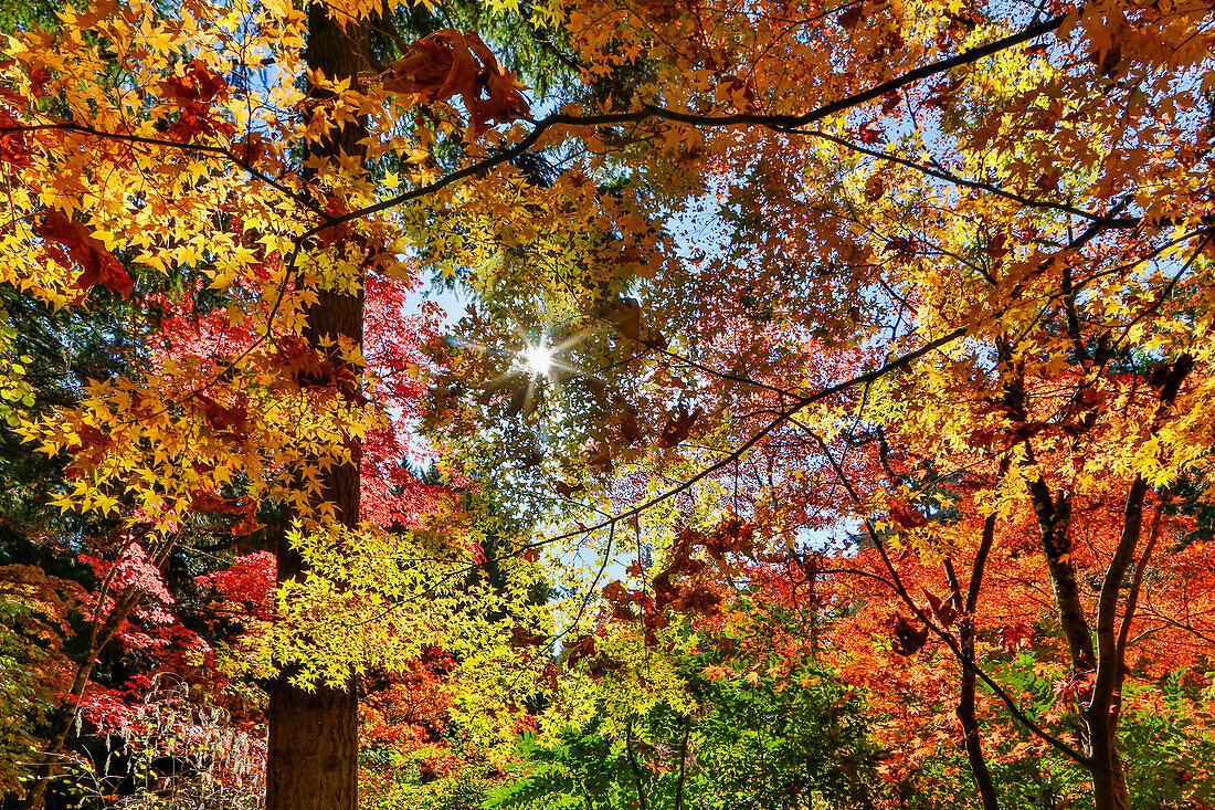 USA, Washington State, Seattle, Washington Arboretum with fall color on Japanese Maple trees