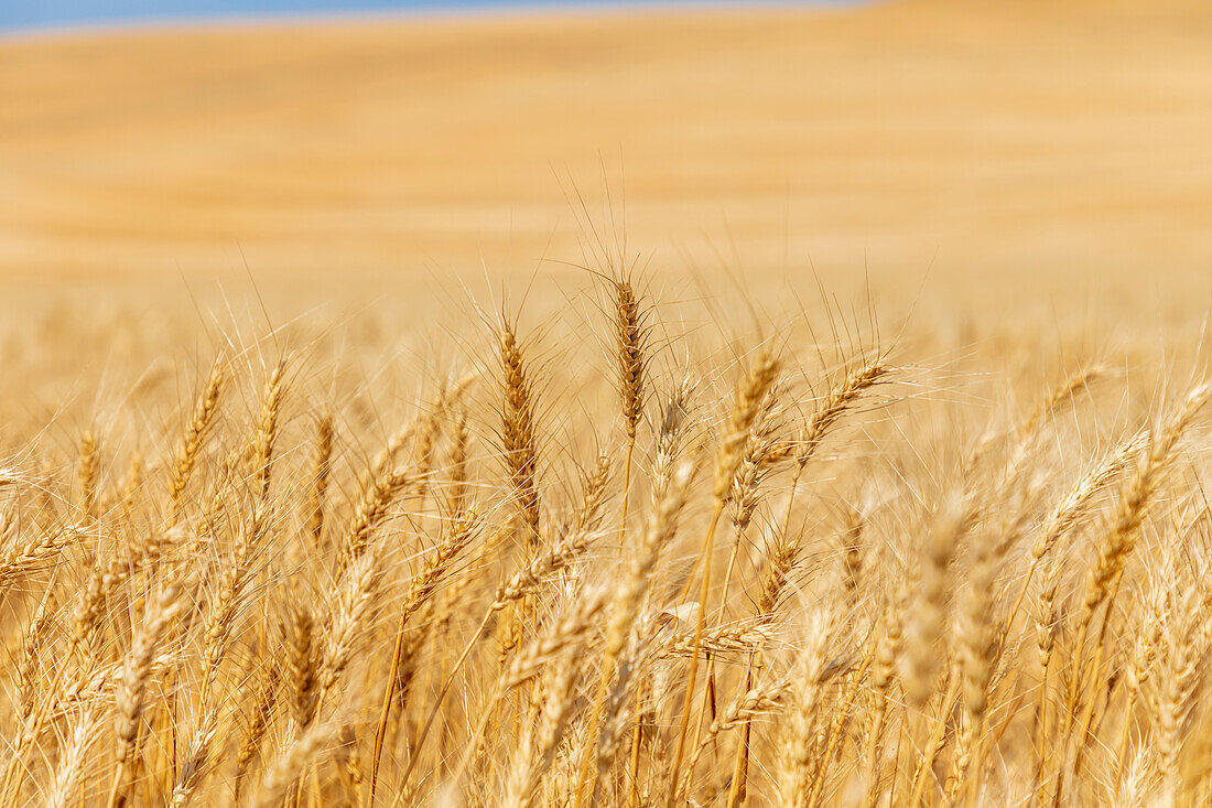 USA, Bundesstaat Washington, Whitman County, Palouse. Weizenfelder.