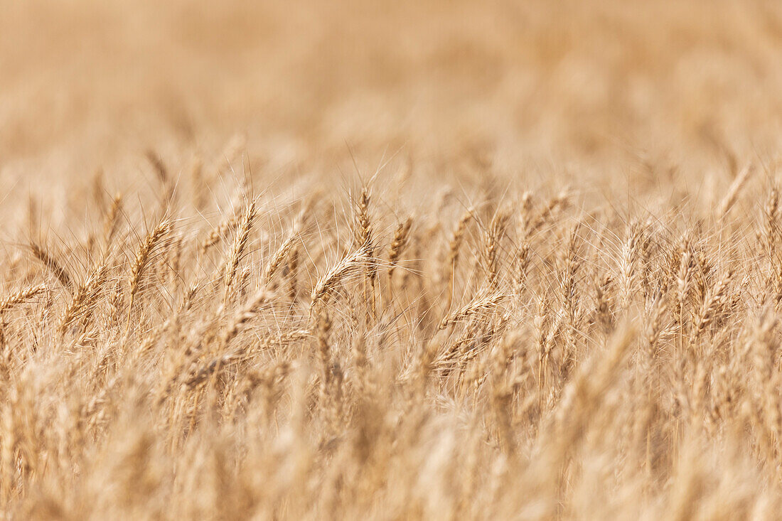 USA, Bundesstaat Washington, Whitman County, Palouse. Weizenfelder.