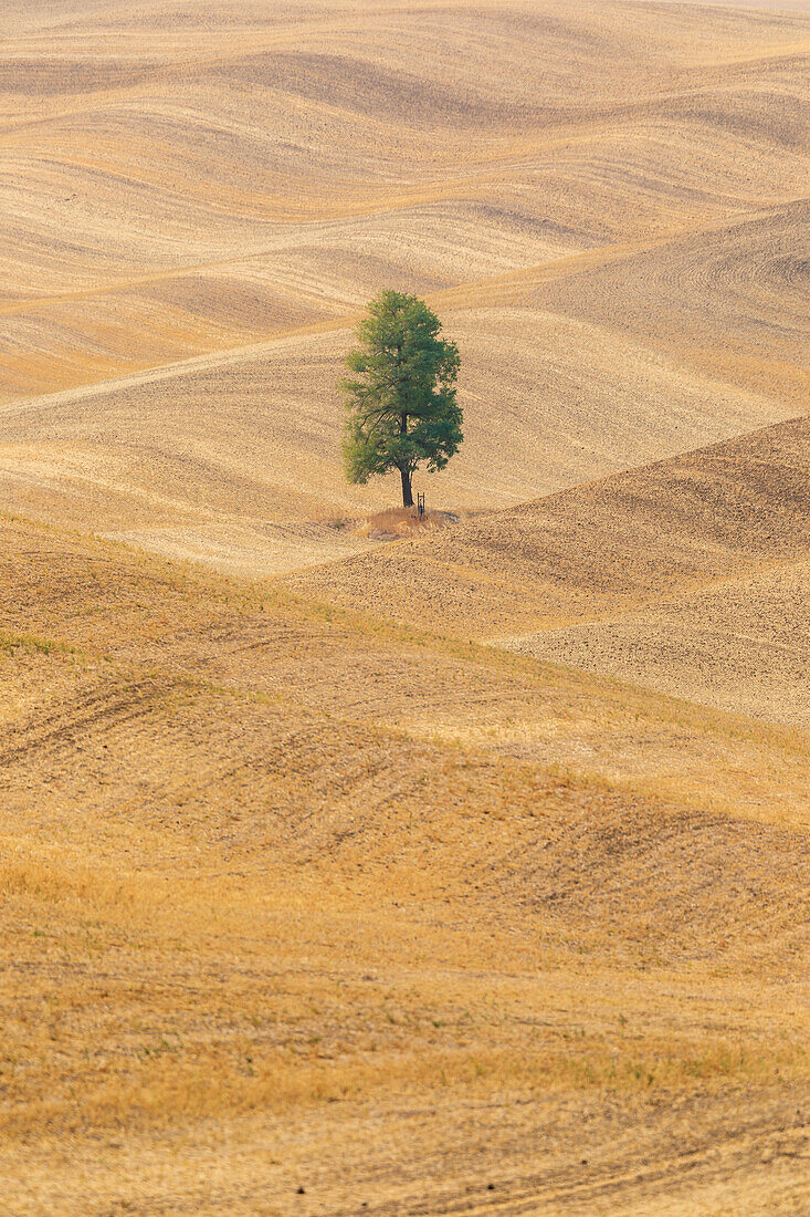 USA, Washington State, Whitman County, Palouse. Lone tree in rolling field.