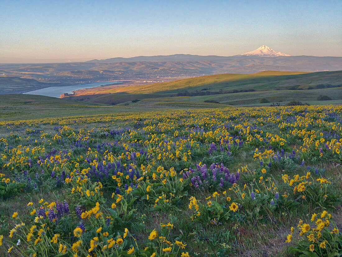 USA, Bundesstaat Washington, Klickitat County. Felder mit Pfeilwurz und Lupine auf den Hügeln oberhalb des Columbia River.