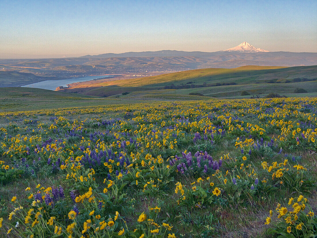 USA, Washington State, Klickitat County. Fields of arrowleaf balsamroot and Lupine on the hills above the Columbia River.