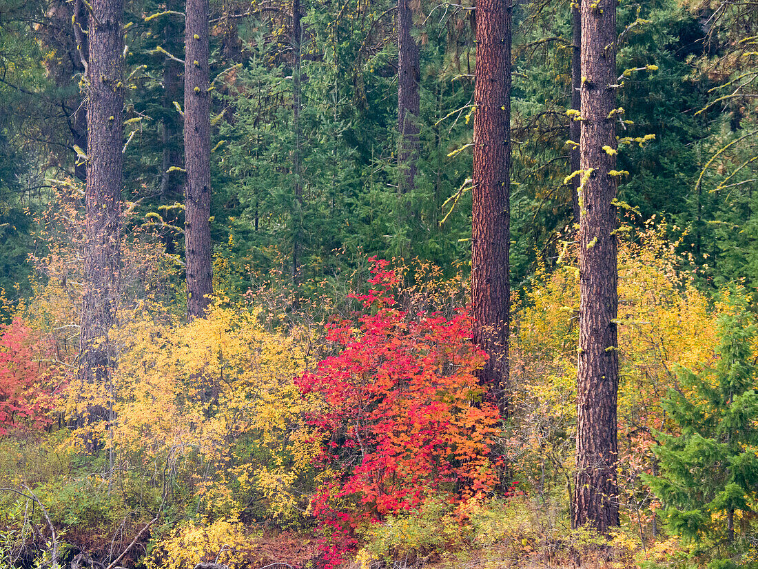 USA, Bundesstaat Washington, Kittitas County. Weinbergahorn mit Herbstfarben.