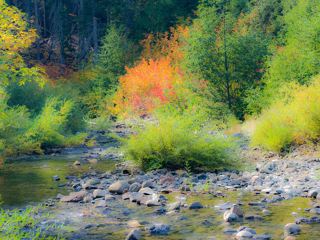 USA, Bundesstaat Washington, Kittitas County. Kleiner Bach, umgeben von Weinahorn im Herbst.