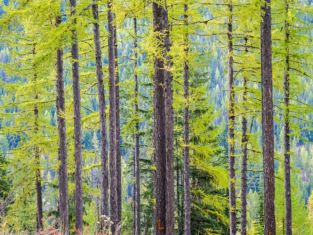 USA, Washington State, Colville County. Forest along highway 20 in Sherman Pass.