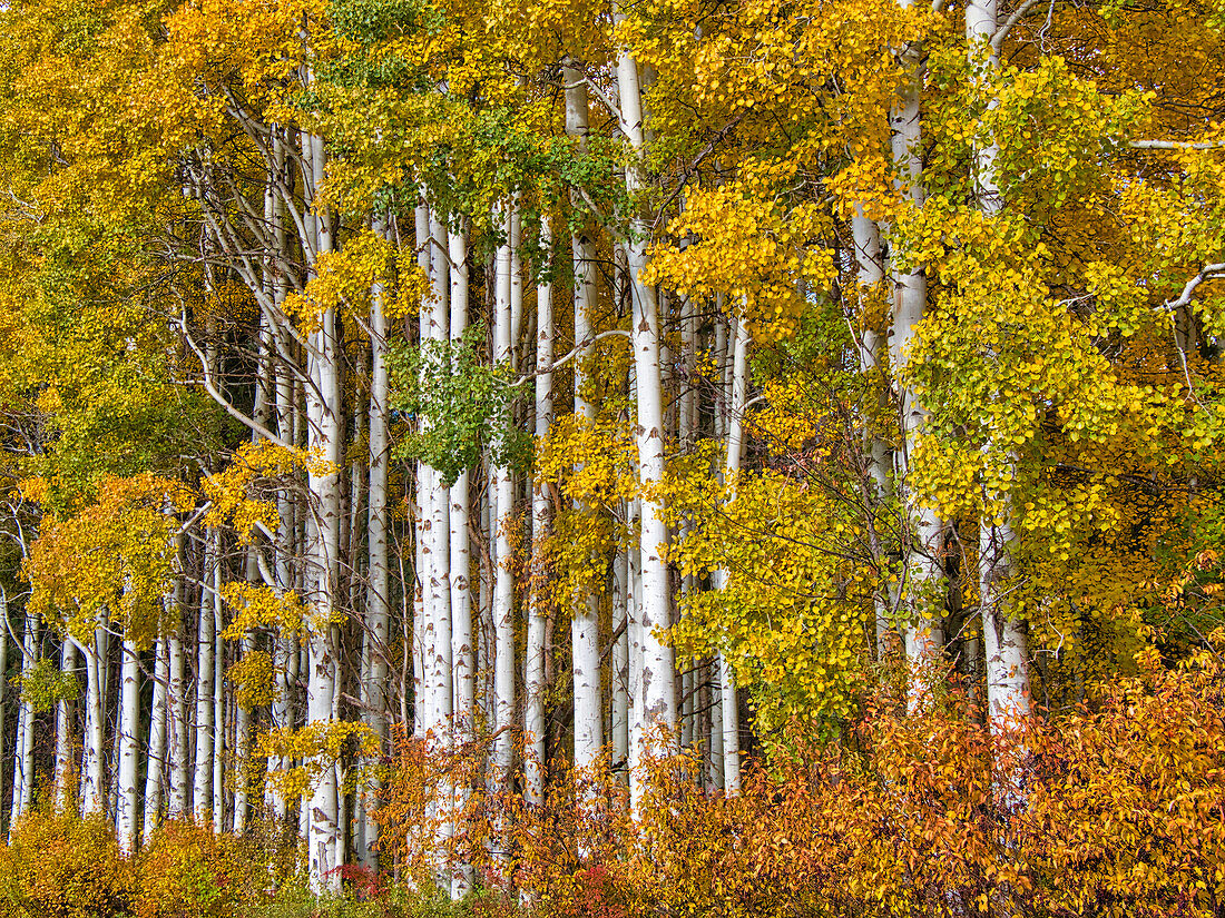 USA, Washington State, Eastern Washington, Cle Elum, Kittitas County. Aspen trees in the fall.