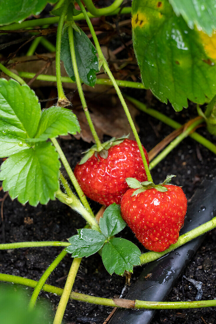 Issaquah, Bundesstaat Washington, USA. Reife Erdbeeren bereit zur Ernte