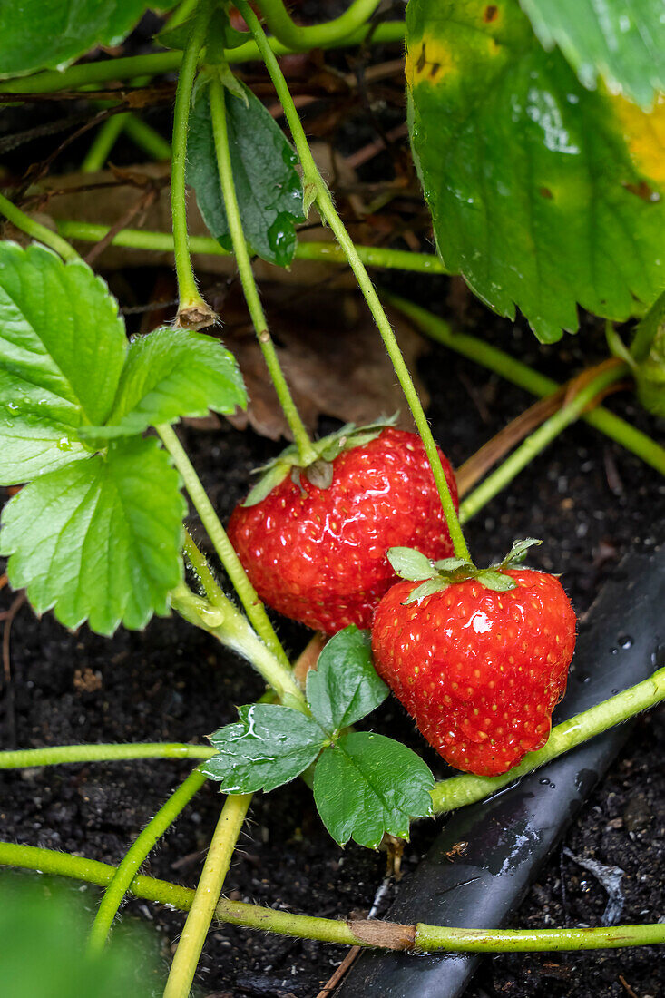 Issaquah, Washington State, USA. Ripe strawberries ready to harvest
