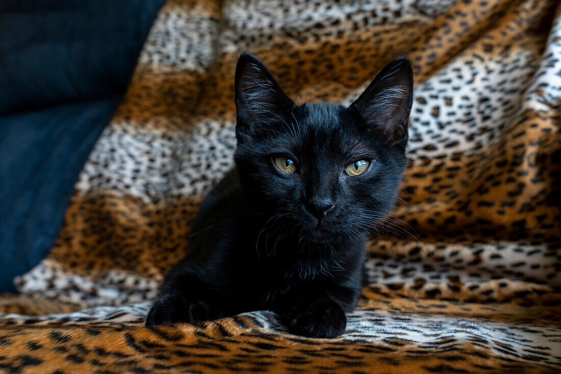 Zwei Monate altes schwarzes Kätzchen (PR)