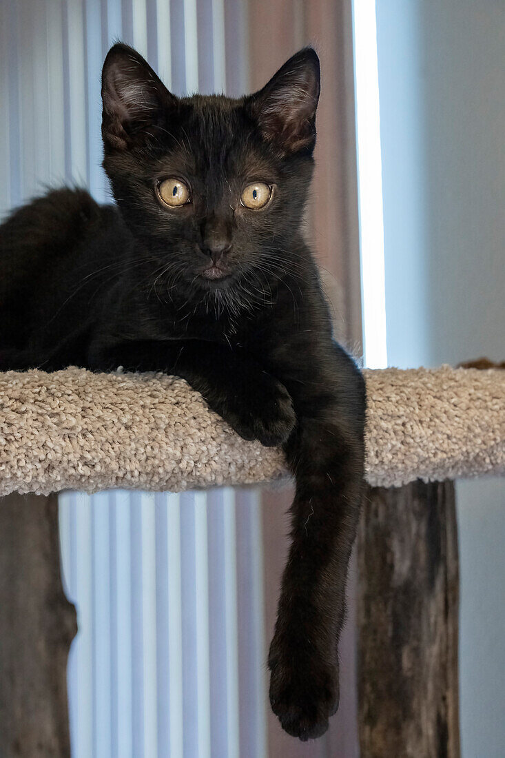 Zwei Monate altes schwarzes Kätzchen ruhend auf einem Katzenturm