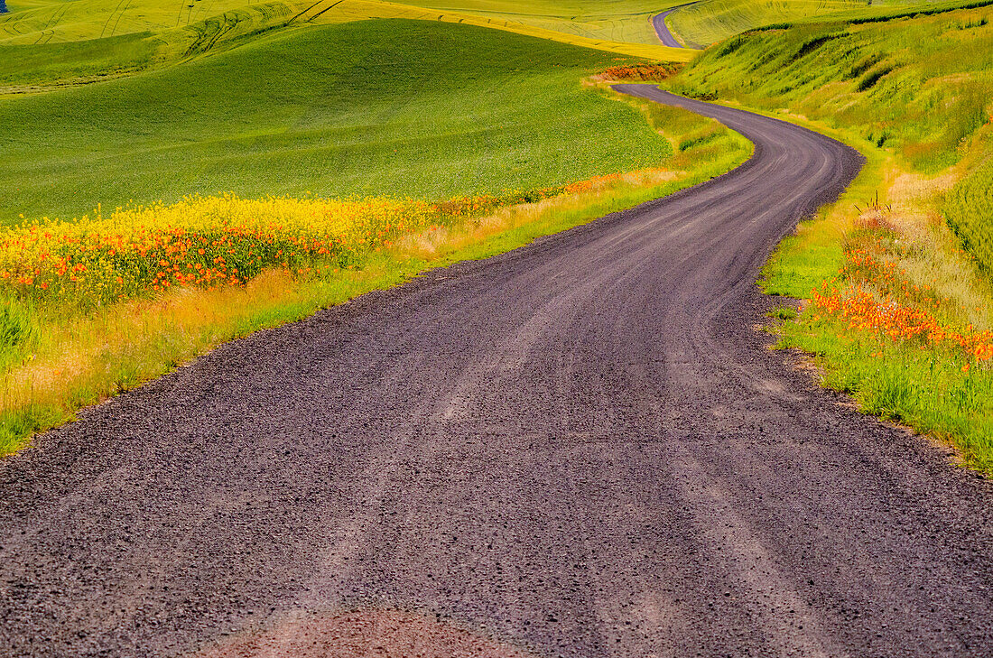 USA, Washington State, Palouse with gravel curved road edged with Poppies and Yellow Canola and wheat fields