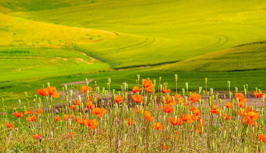 USA, Washington State, Palouse red poppies and yellow canola with landscape of wheat fields