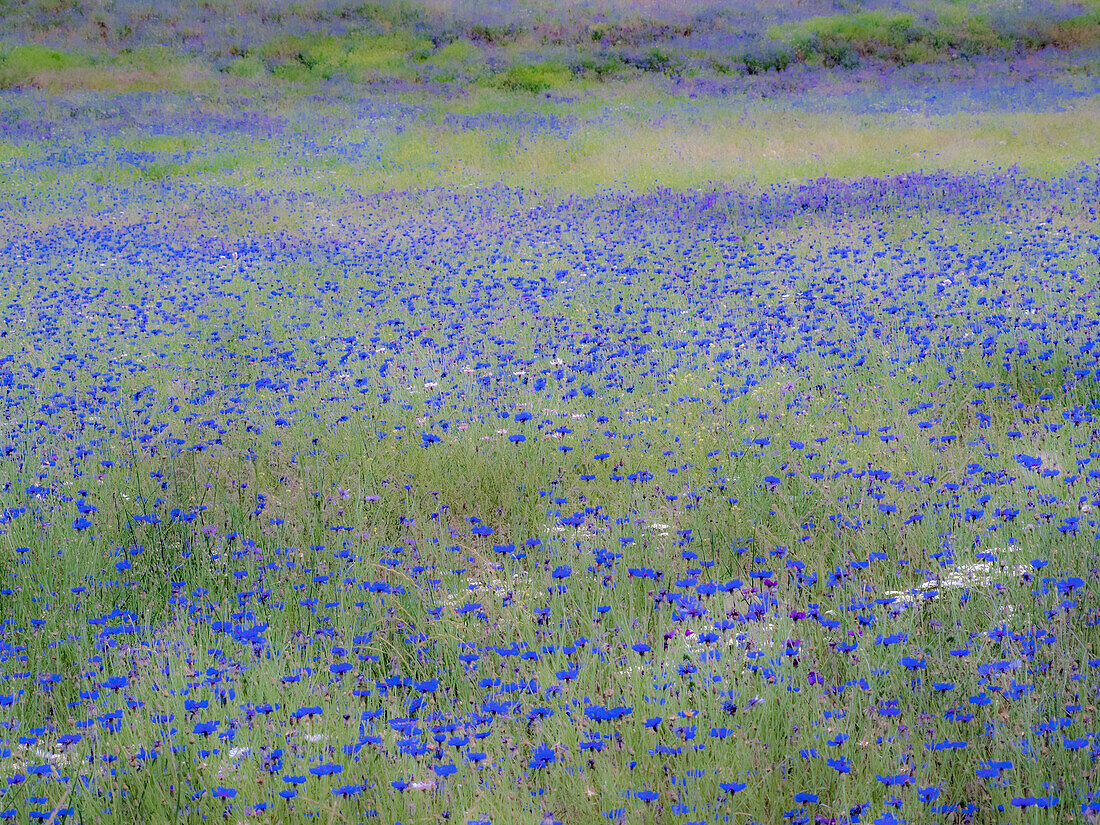 USA, Bundesstaat Washington, Palouse blaue Junggesellenknöpfe in großem Feld bei Winona