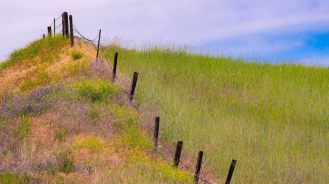 USA, Washington State, Palouse fence line near Winona with vetch and grasses