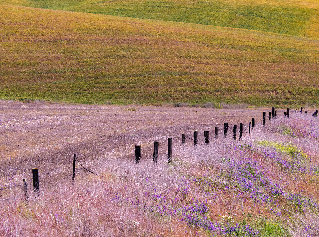 USA, Bundesstaat Washington, Palouse Zaunlinie bei Winona mit Wicke und Gräsern