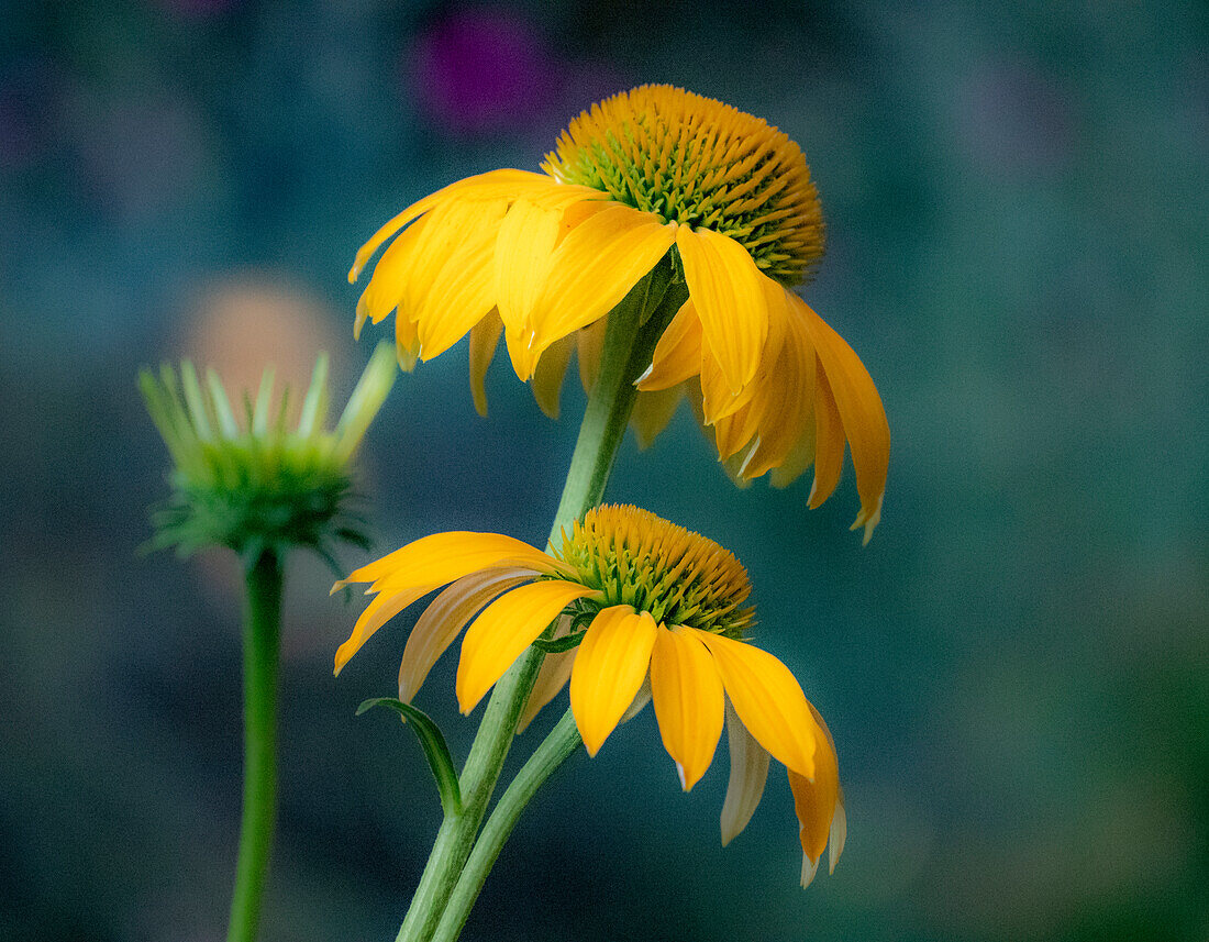 USA, Washington State, Pacific Northwest, Sammamish yellow cone flower