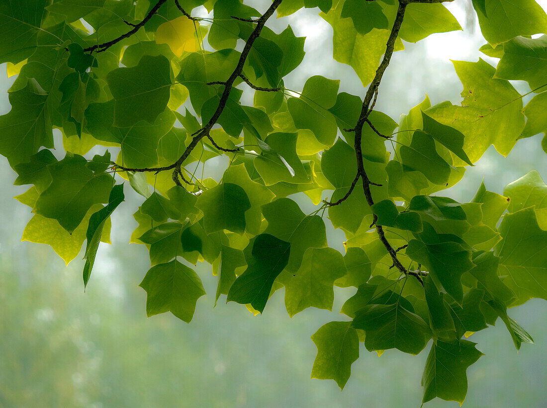 USA, Bundesstaat Washington, Bellevue Ginkgobaum grüne Blätter
