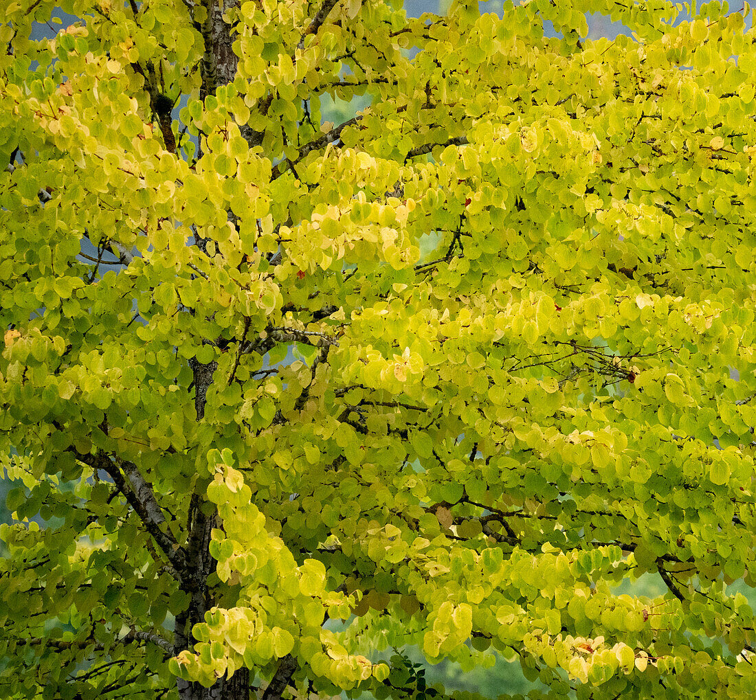 USA, Bundesstaat Washington, Bellevue Ginkgobaum in Herbstfarben