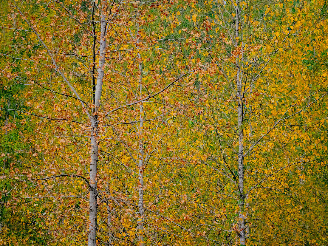 USA, Washington State, Preston und Cottonwood Bäume in Herbstfarben
