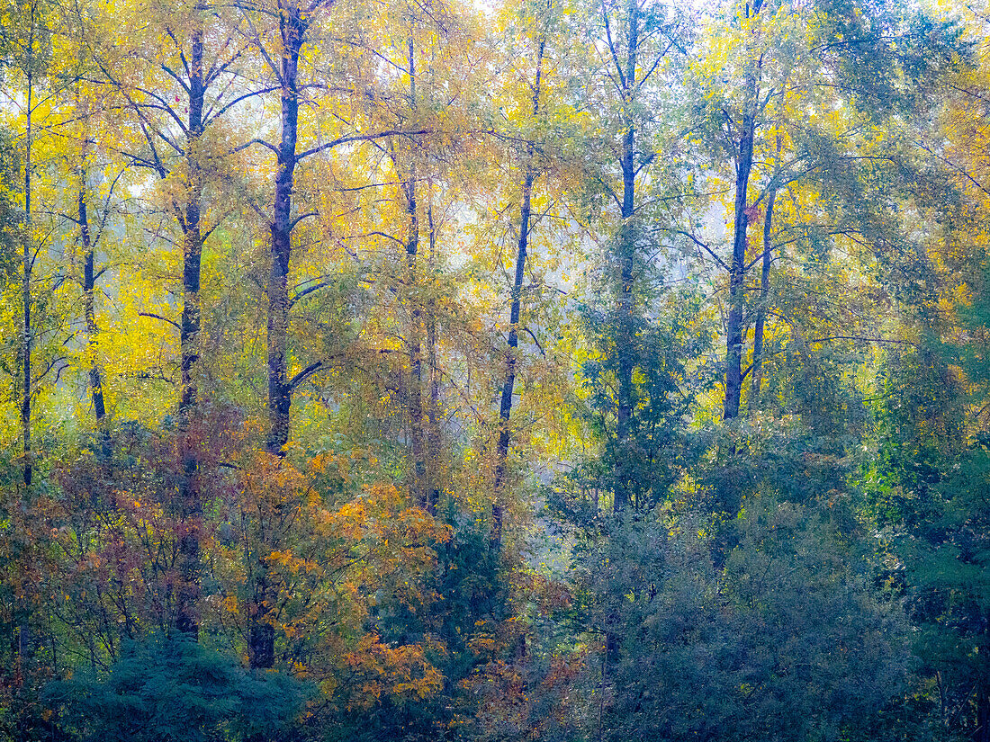 USA, Bundesstaat Washington, Preston mit herbstlich gefärbten Cottonwoods