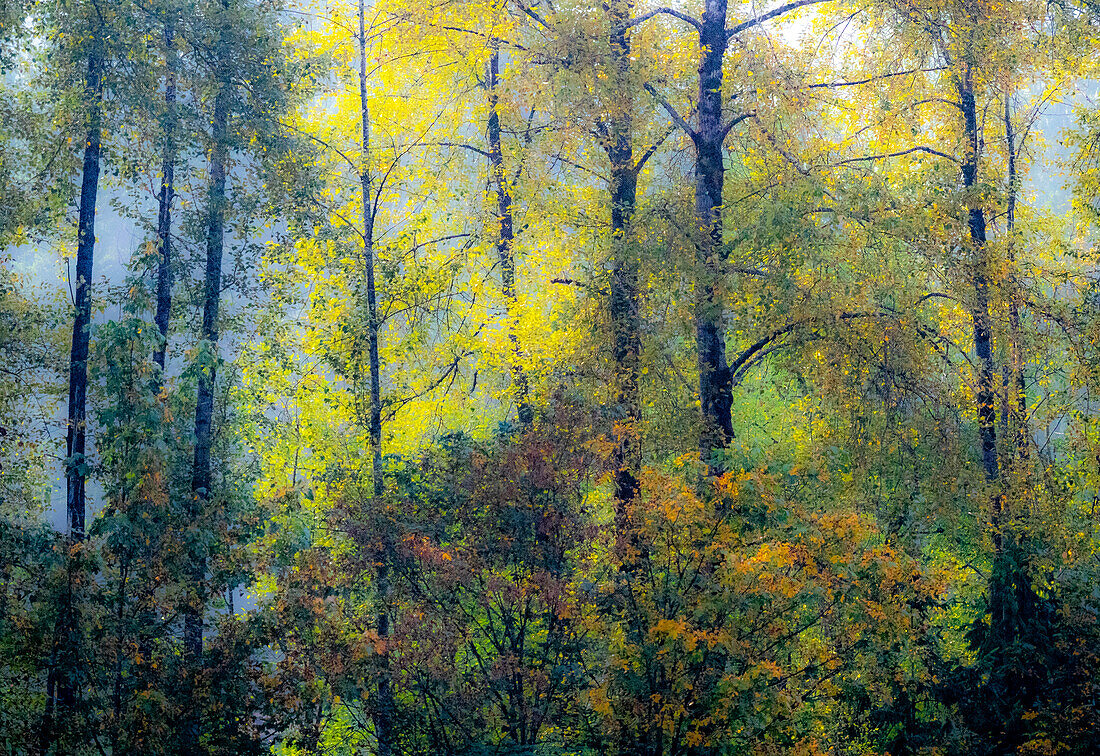 USA, Bundesstaat Washington, Preston mit Baumwollbäumen in Herbstfärbung
