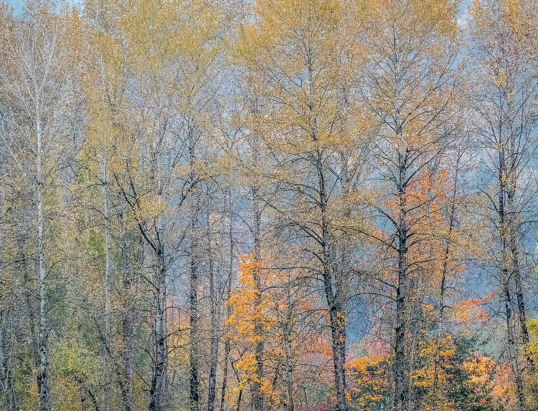 USA, Washington State, Preston, Cottonwoods-Bäume in Herbstfarben