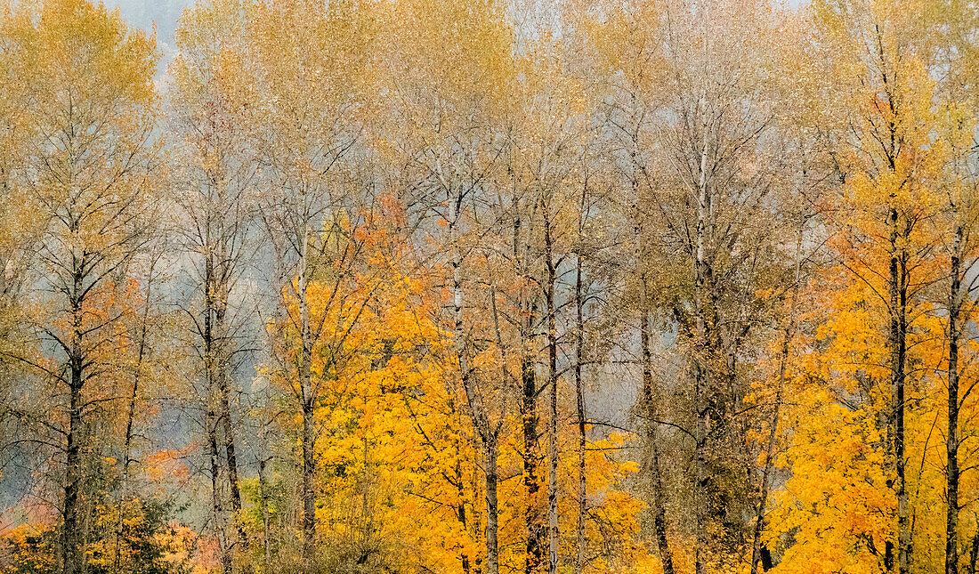 USA, Washington State, Preston, Cottonwoods Bäume in Herbstfarben