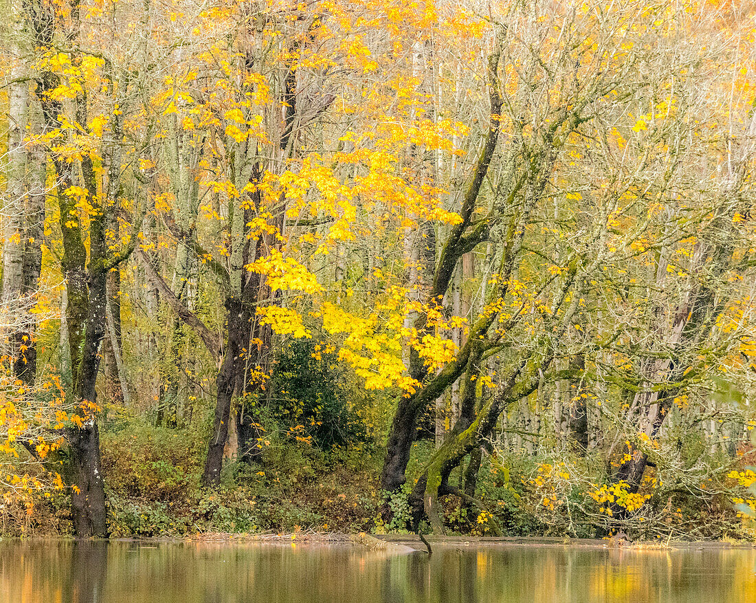 USA, Bundesstaat Washington, Snoqualmie River gesäumt von Big Leaf Maple Trees in Gelb