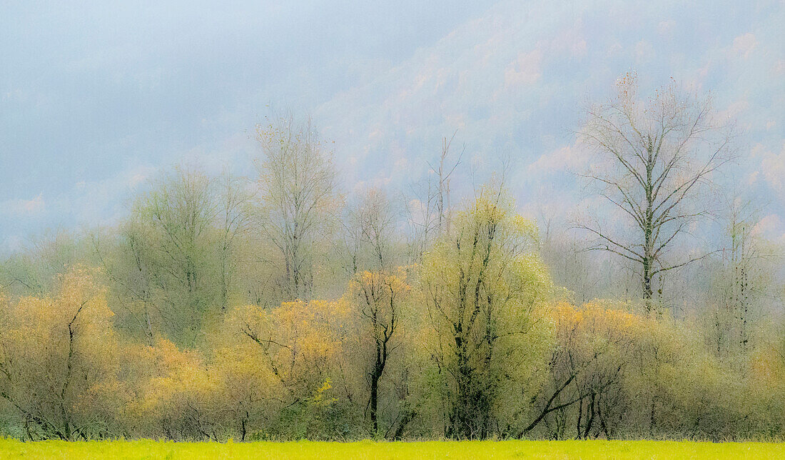 USA, Washington State, North Bend Cottonwood and Willow trees in fall colors