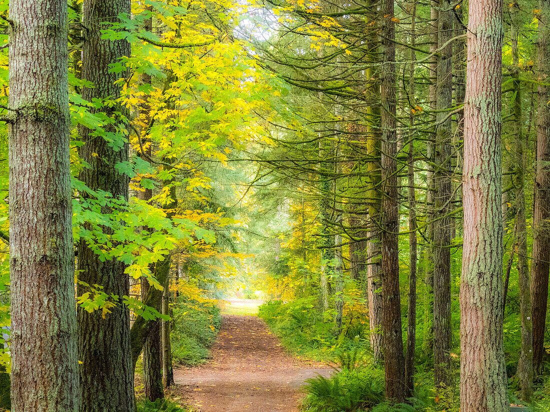 USA, Washington State, Sammamish with trail edged by evergreens and maple trees